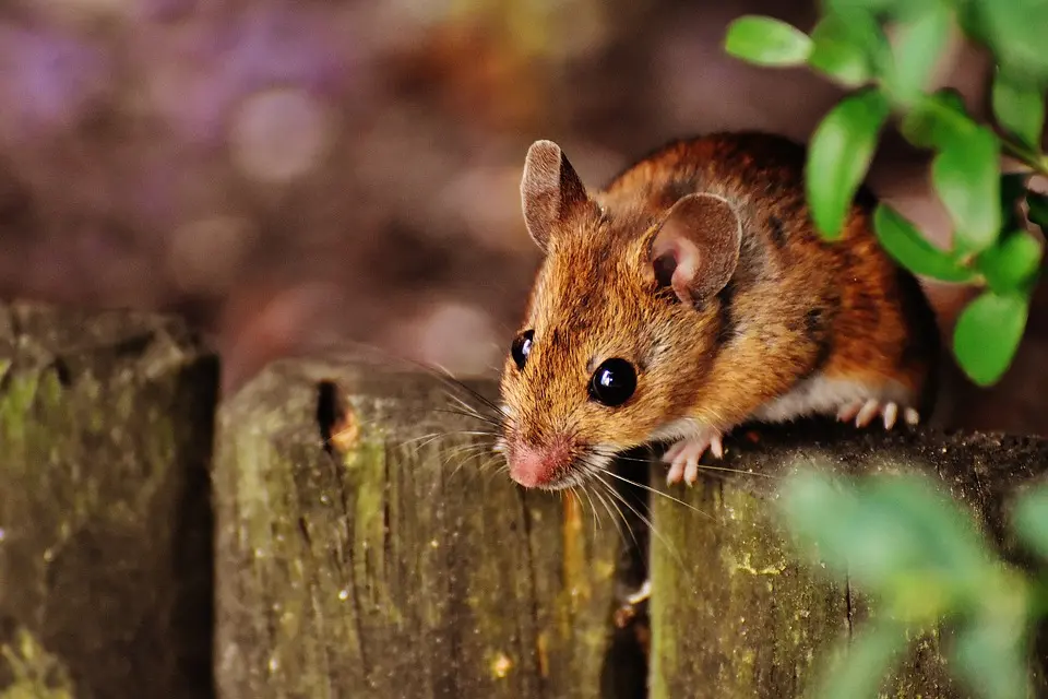 Mouse-Pest-Control--in-Tampa-Florida-mouse-pest-control-tampa-florida.jpg-image