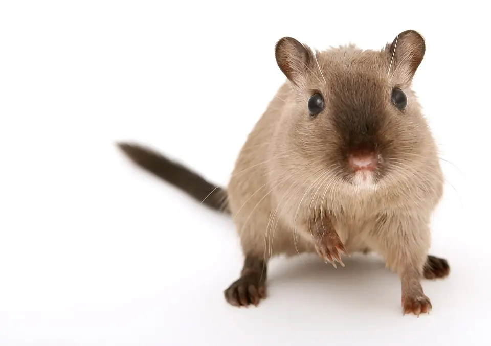 Rodent-Control--in-Lubbock-Texas-rodent-control-lubbock-texas.jpg-image