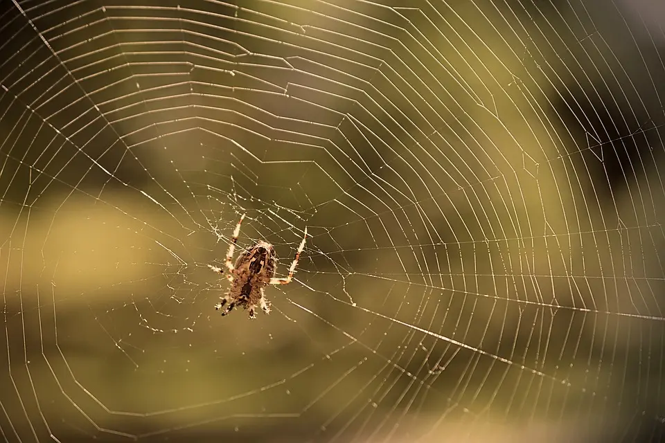 Spider-Removal--in-Lubbock-Texas-spider-removal-lubbock-texas.jpg-image